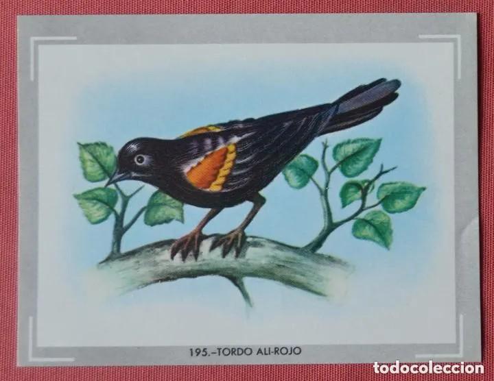 Coleccionismo Cromos antiguos: Cromo n.195 vida y color (1) 1965 - sin pegar