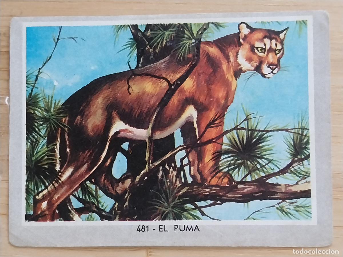 Coleccionismo Cromos antiguos: PUMA * VIDA COLOR 2 CROMO 481 SIN PEGAR NUNCA 6X8.5CMS