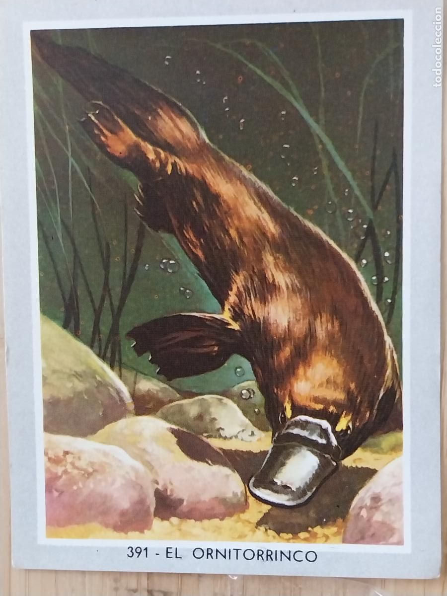 Coleccionismo Cromos antiguos: ORNITORRINCO VIDA COLOR 2 CROMO 391 SIN PEGAR NUNCA 6X8.5CMS
