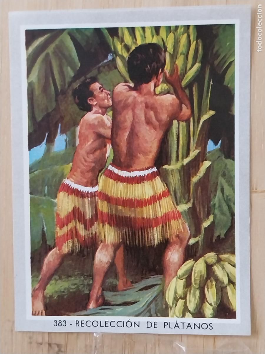 Coleccionismo Cromos antiguos: PLATANOS RECOLECCION VIDA COLOR 2 CROMO 383 SIN PEGAR NUNCA 6X8.5CMS