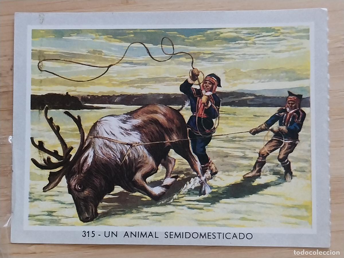 Coleccionismo Cromos antiguos: ANIMAL SELIDOESTICADO VIDA COLOR 2 CROMO 315 SIN PEGAR NUNCA 6X8.5CMS