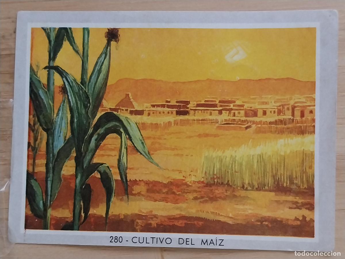 Coleccionismo Cromos antiguos: MAIZ CULTIVO SOL VIDA COLOR 2 CROMO 280 SIN PEGAR NUNCA 6X8.5CMS
