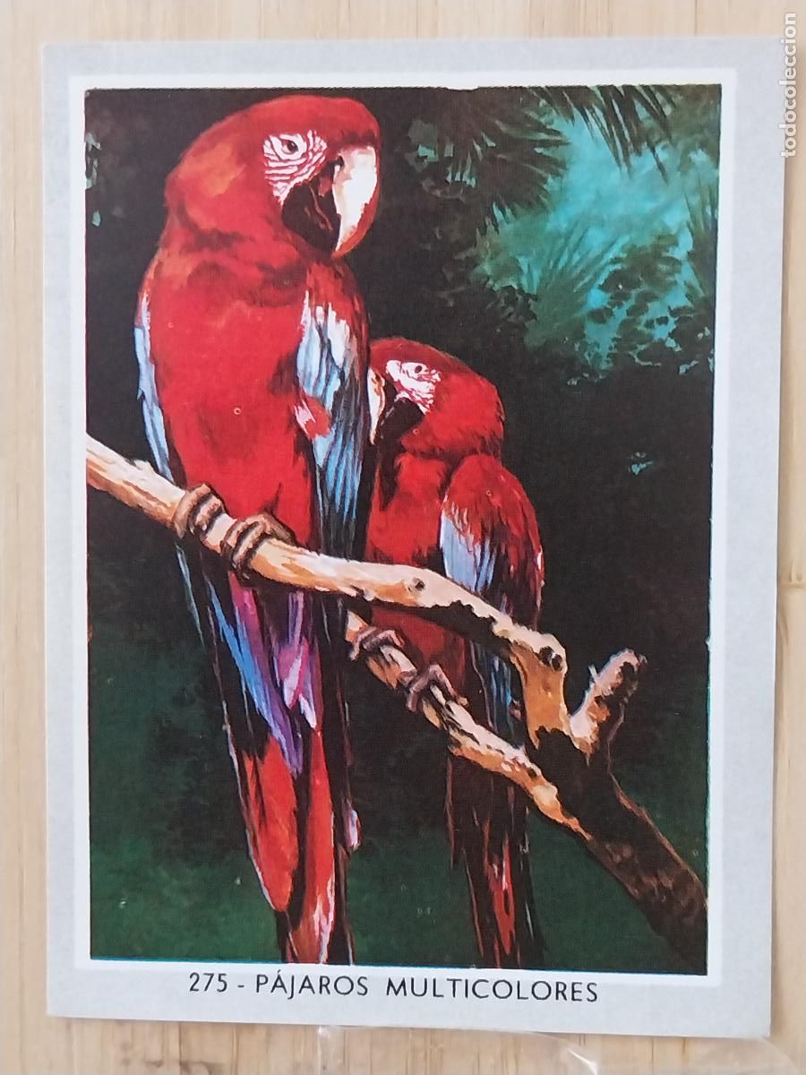 Coleccionismo Cromos antiguos: PAJAROS SOL VIDA COLOR 2 CROMO 275 SIN PEGAR NUNCA 6X8.5CMS