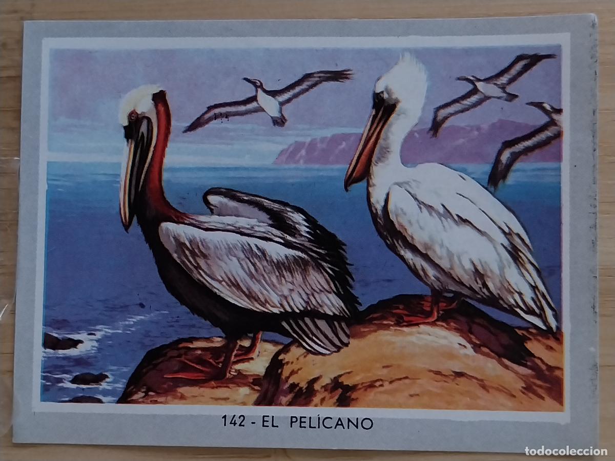 Coleccionismo Cromos antiguos: PELICANO VIDA COLOR 2 CROMO 142 * SIN PEGAR NUNCA 6X8.5CMS