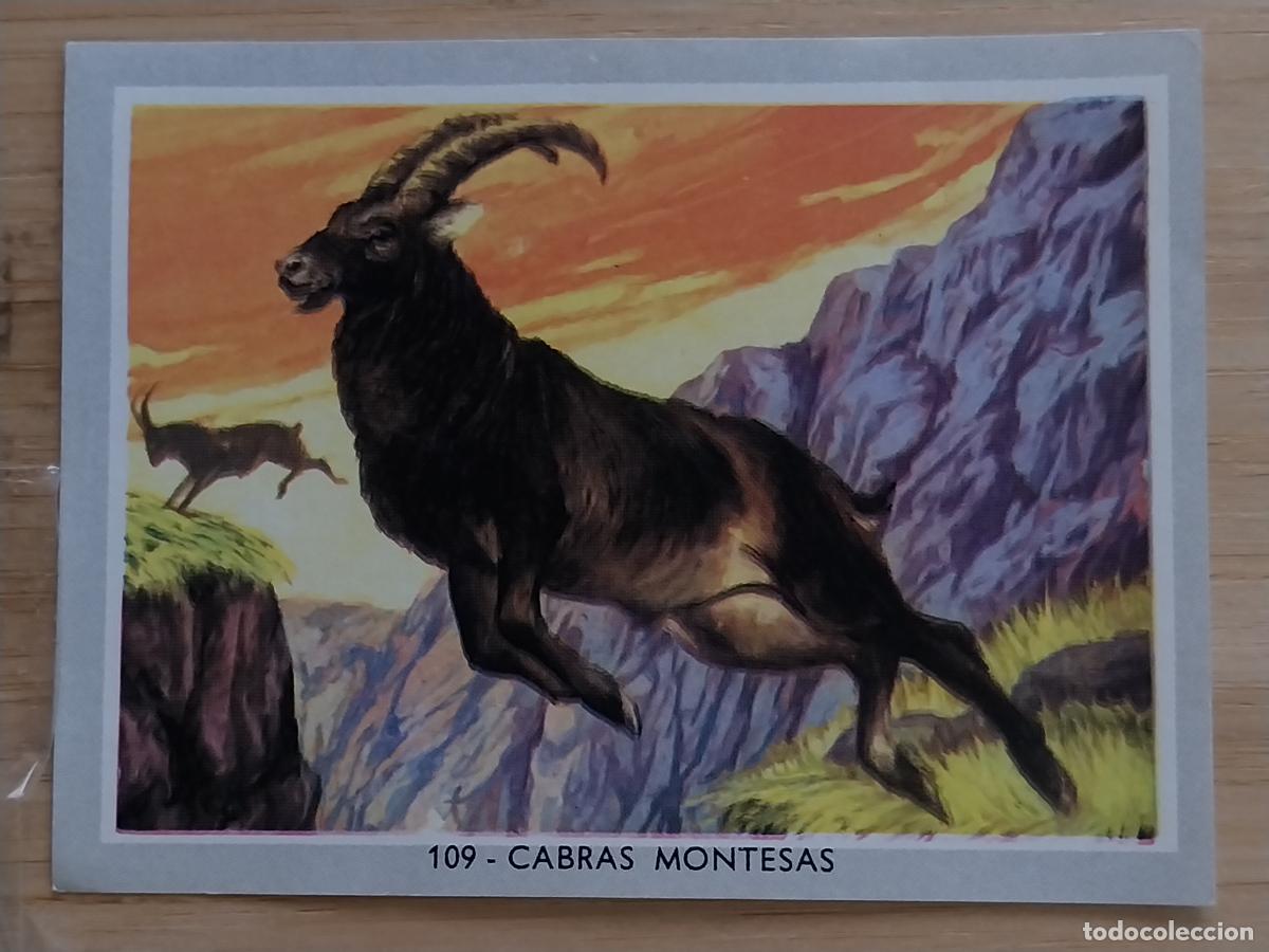 Coleccionismo Cromos antiguos: CABRAS MONTESAS VIDA COLOR 2 CROMO 109 * SIN PEGAR NUNCA 6X8.5CMS