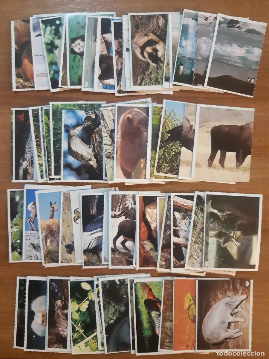 Coleccionismo Cromos antiguos: LOTE 150 CROMOS DIFERENTES TELE-INDISCRETA AL LADO DE LOS ANIMALES 1985. NUNCA PEGADOS, SIN PEGAR