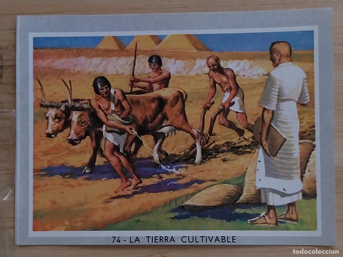 Coleccionismo Cromos antiguos: CULTIVOS VIDA COLOR 2 1969 CROMO 74 ORIGINAL 2 8.5X6CMS