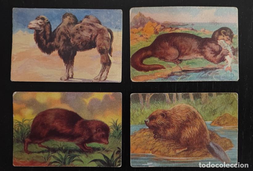 Coleccionismo Cromos antiguos: 4 CROMOS, HISTORIA NATURAL, JOSE FUERTES ARPA, FARMACEUTICO