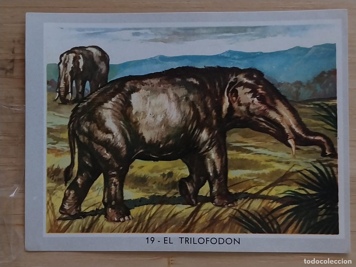 Coleccionismo Cromos antiguos: TRILOFODON * COLOR 2 1969 CROMO 19 ORIGINAL 2 8.5X6CMS