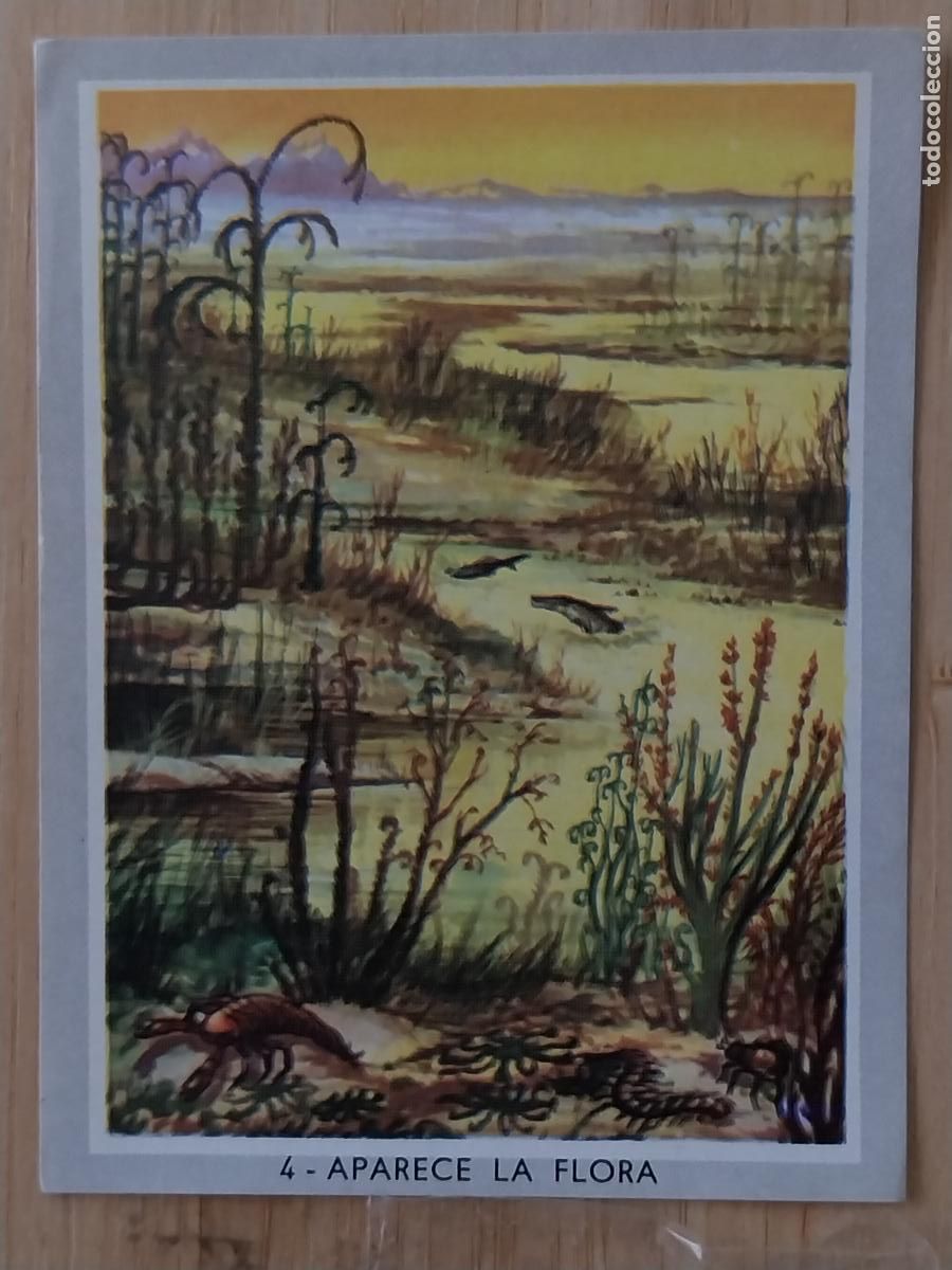Coleccionismo Cromos antiguos: APARECE LA FLORA COLOR 2 1969 CROMO 4 ORIGINAL 8.5X6CMS