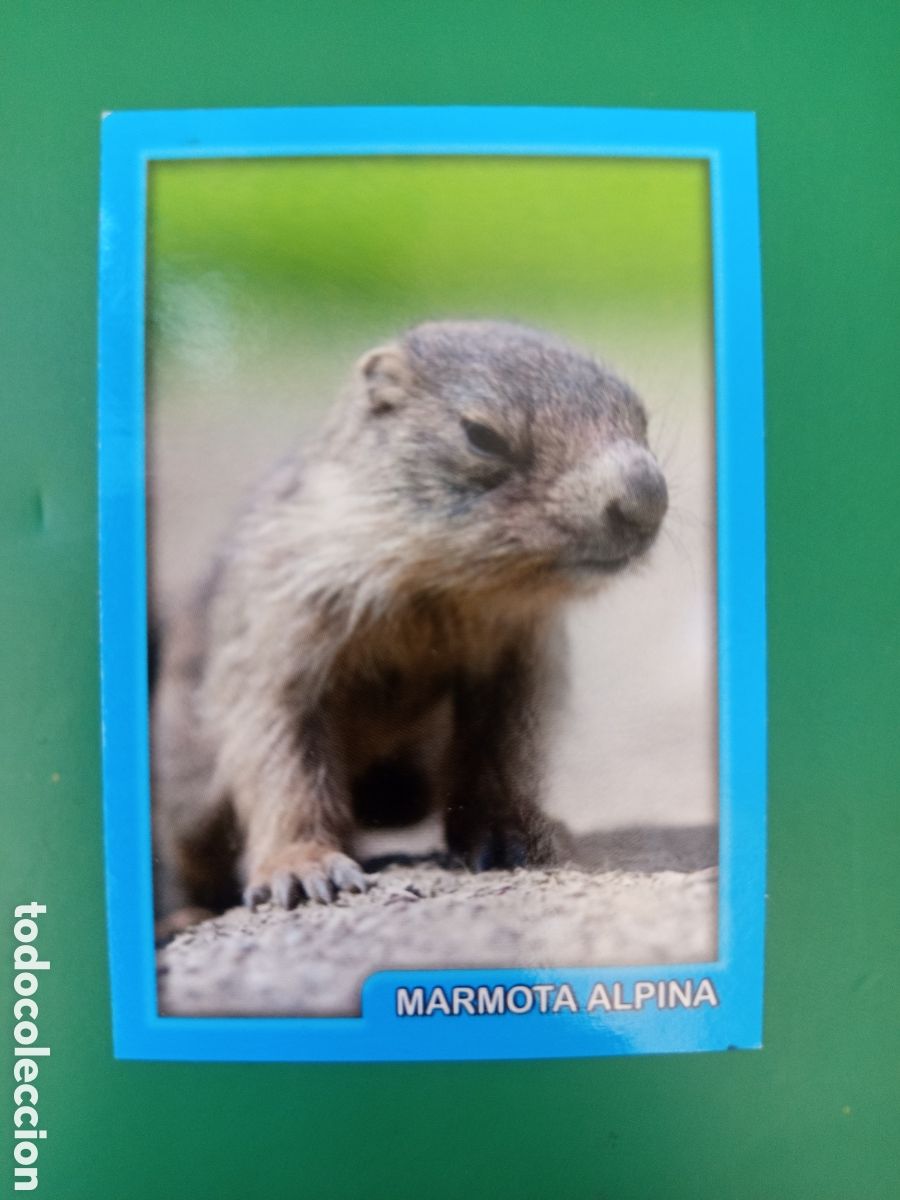 Coleccionismo Cromos antiguos: ❇️ CROMO STICKER MARMOTA ALPINA 177 - AMICI CUCCIOLOTTI ANIMALITOS PANINI &Aacute;LBUM 2015 SIN PEGAR ❇️
