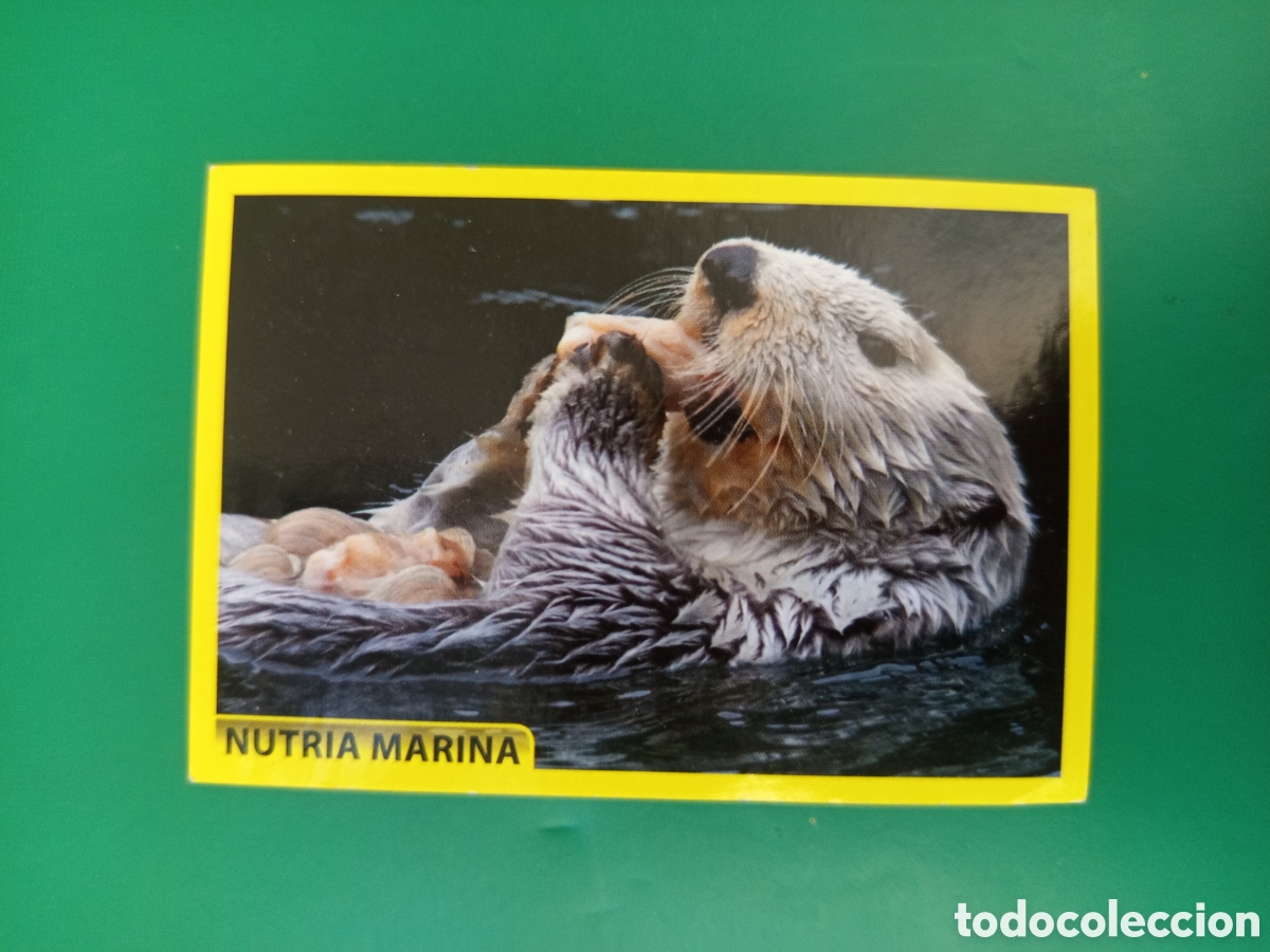 Coleccionismo Cromos antiguos: ❇️ CROMO STICKER NUTRIA MARINA - AMICI CUCCIOLOTTI ANIMALITOS PANINI &Aacute;LBUM 2015 SIN PEGAR ❇️