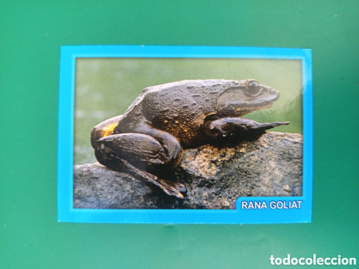 Coleccionismo Cromos antiguos: ❇️ CROMO STICKER RANA GOLIAT - AMICI CUCCIOLOTTI ANIMALITOS PANINI &Aacute;LBUM 2015 SIN PEGAR ❇️