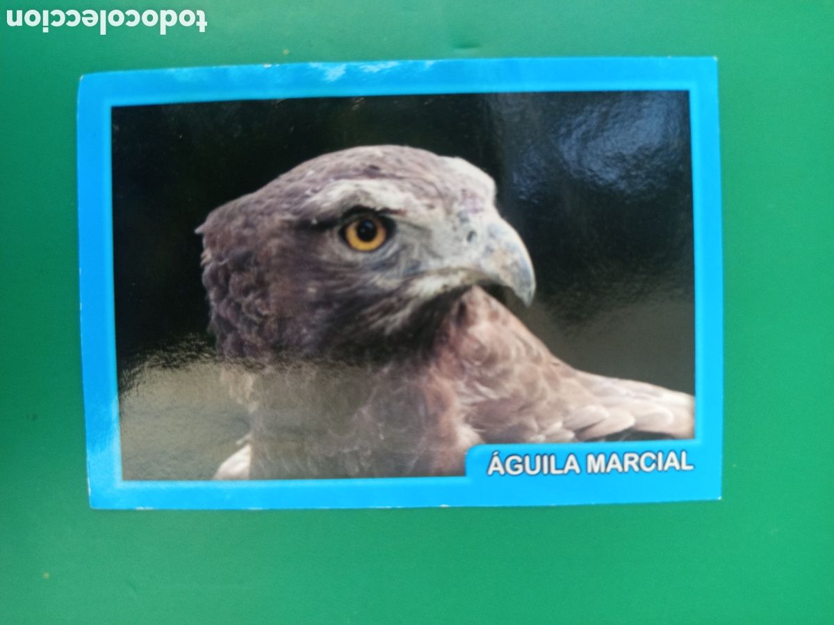 Coleccionismo Cromos antiguos: ❇️ CROMO STICKER &Aacute;GUILA MARCIAL - AMICI CUCCIOLOTTI ANIMALITOS PANINI &Aacute;LBUM 2015 SIN PEGAR ❇️