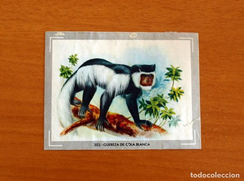 Coleccionismo Cromos antiguos: Vida y Color - Cromo N&ordm; 303 G&uuml;ereza de Cola Blanca - 1&ordm; &Aacute;lbum - &Aacute;lbumes Espa&ntilde;oles A&ntilde;o 1965