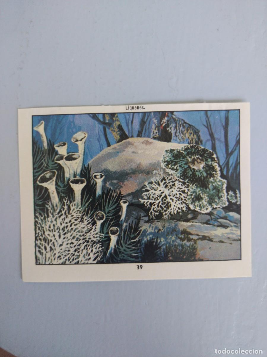 Coleccionismo Cromos antiguos: CROMO N&deg; 39 DEL ALBUM CIENCIAS NATURALES. EASO DE 1982