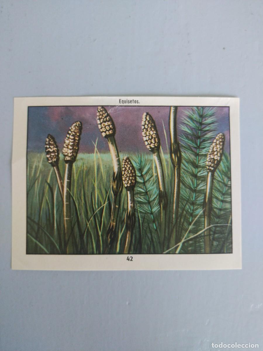 Coleccionismo Cromos antiguos: CROMO N&deg; 42 DEL ALBUM CIENCIAS NATURALES. EASO DE 1982