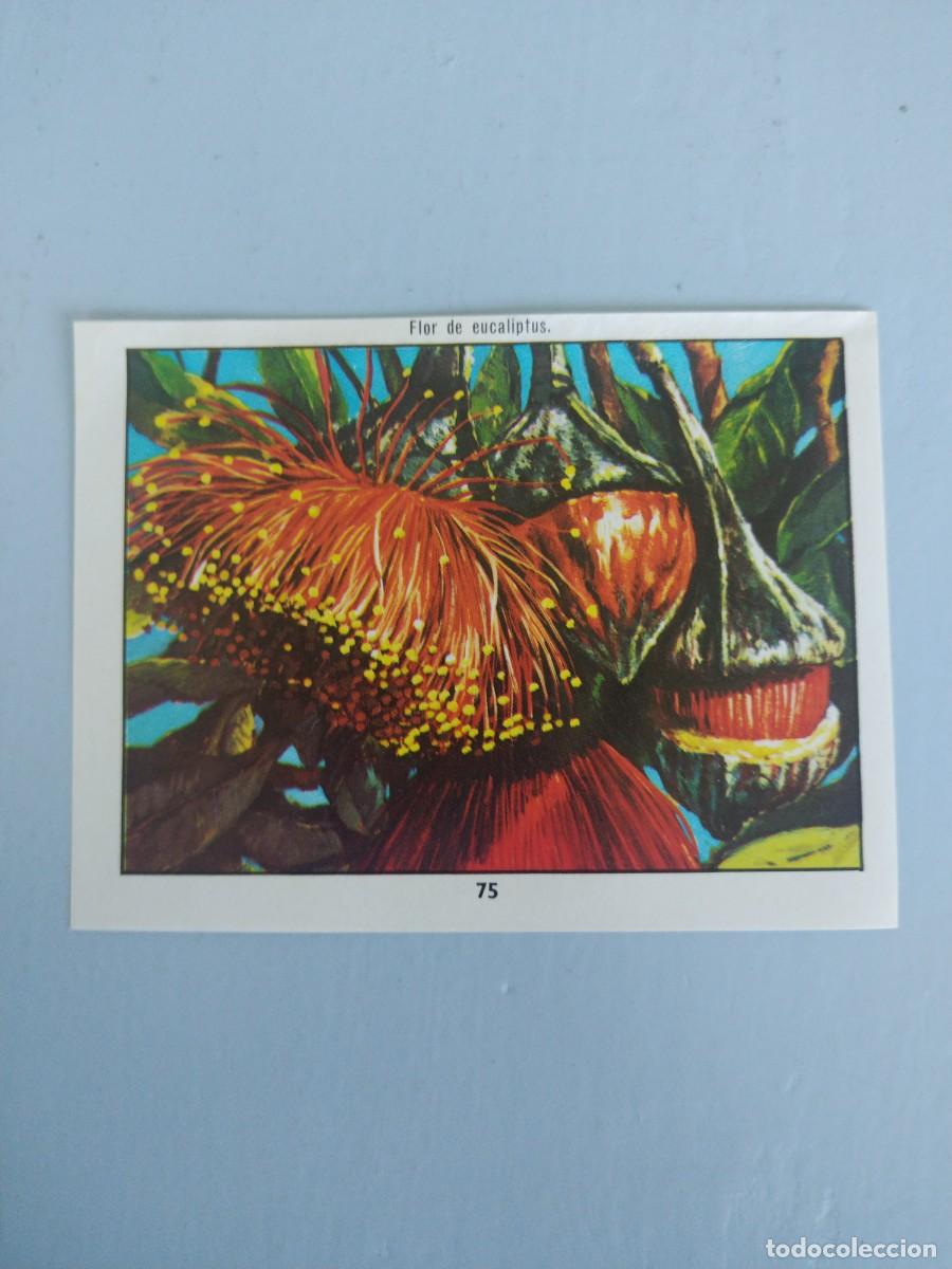 Coleccionismo Cromos antiguos: CROMO N&deg; 75 DEL ALBUM CIENCIAS NATURALES. EASO DE 1982