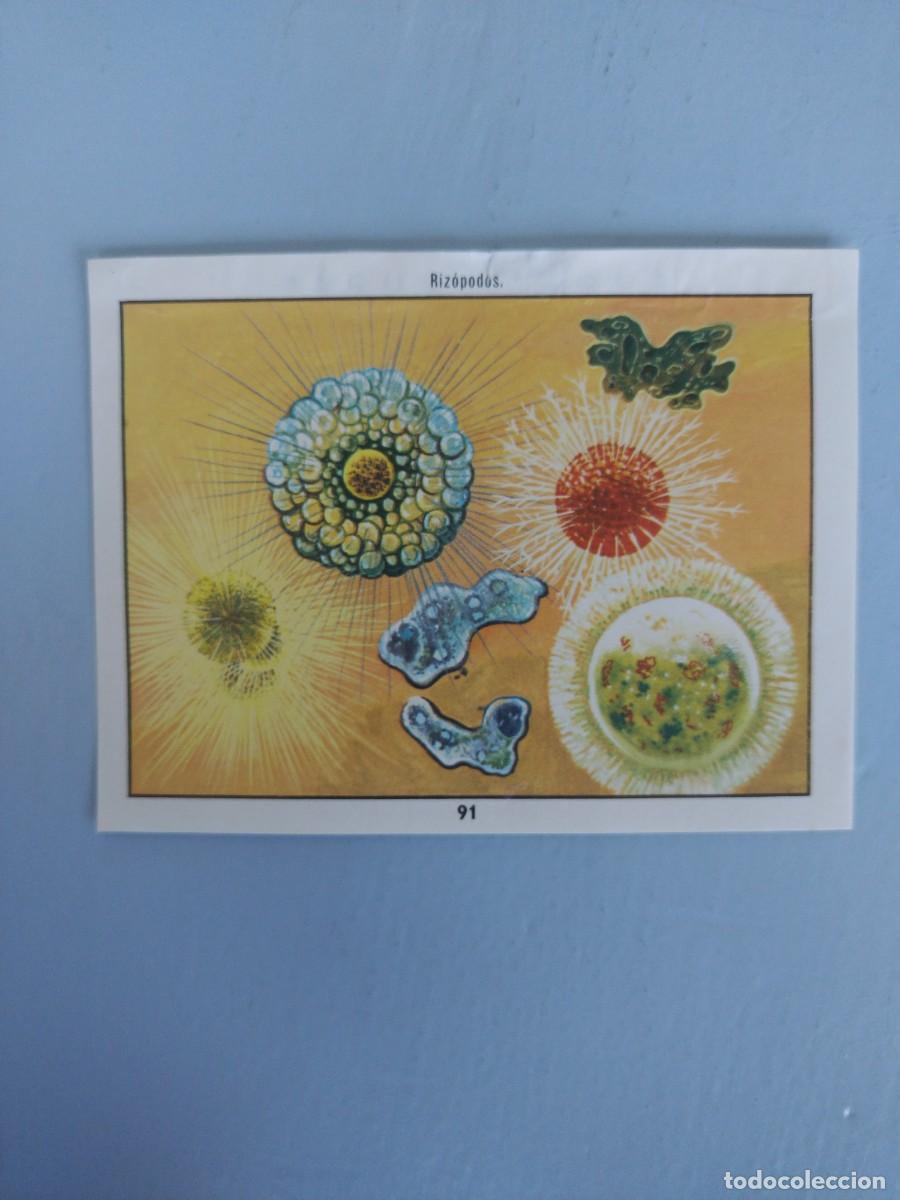 Coleccionismo Cromos antiguos: CROMO N&deg; 91 DEL ALBUM CIENCIAS NATURALES. EASO DE 1982