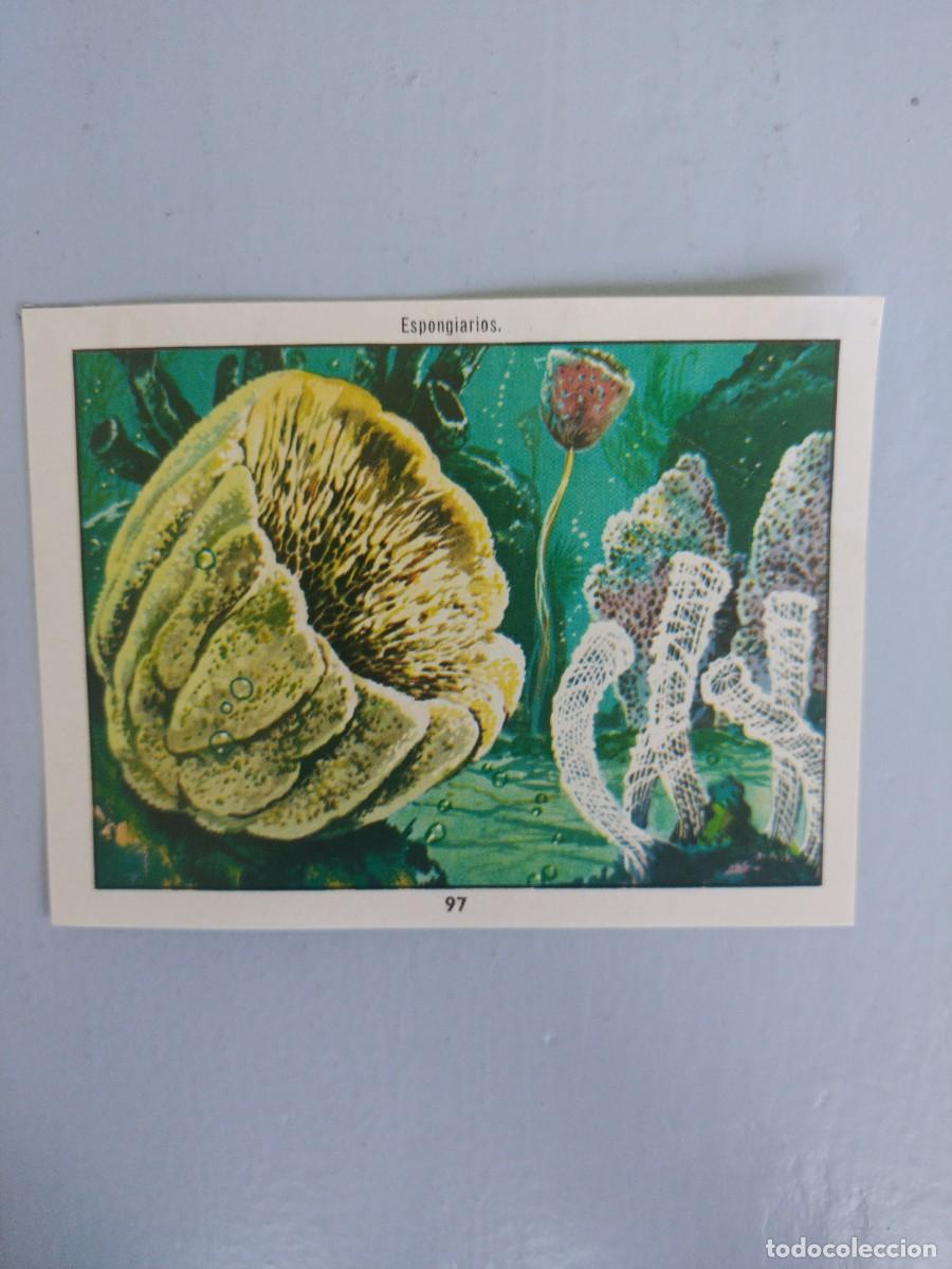 Coleccionismo Cromos antiguos: CROMO N&deg; 97 DEL ALBUM CIENCIAS NATURALES. EASO DE 1982