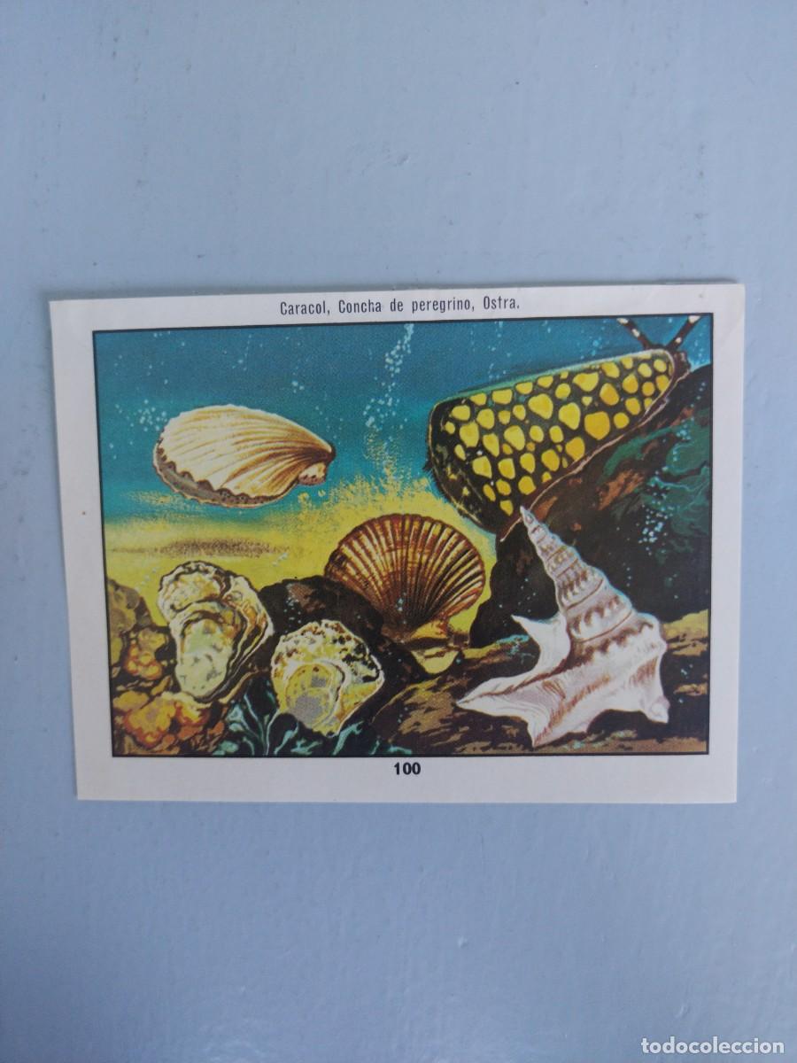 Coleccionismo Cromos antiguos: CROMO N&deg; 100 DEL ALBUM CIENCIAS NATURALES. EASO DE 1982
