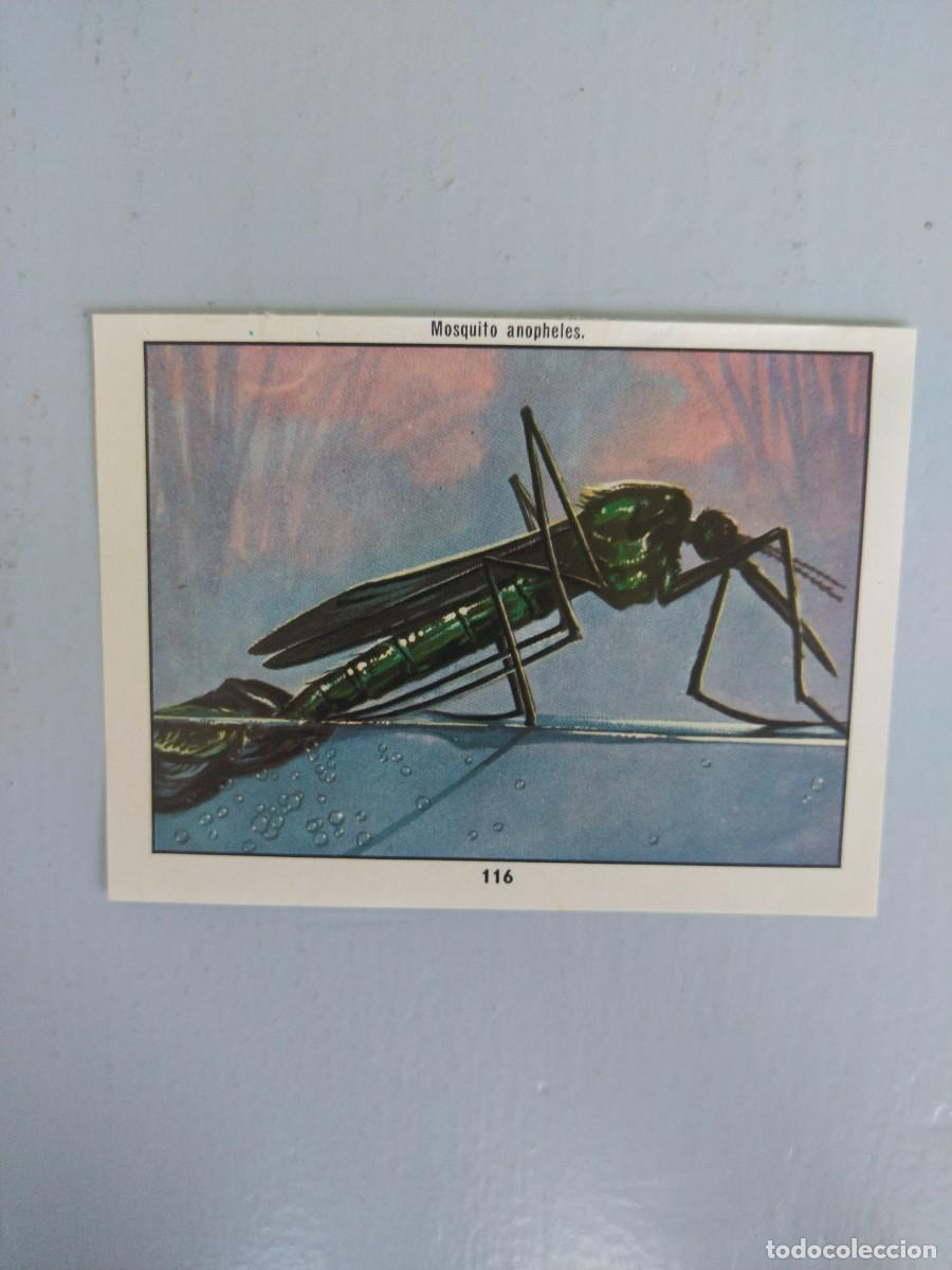 Coleccionismo Cromos antiguos: CROMO N&deg; 116 DEL ALBUM CIENCIAS NATURALES. EASO DE 1982