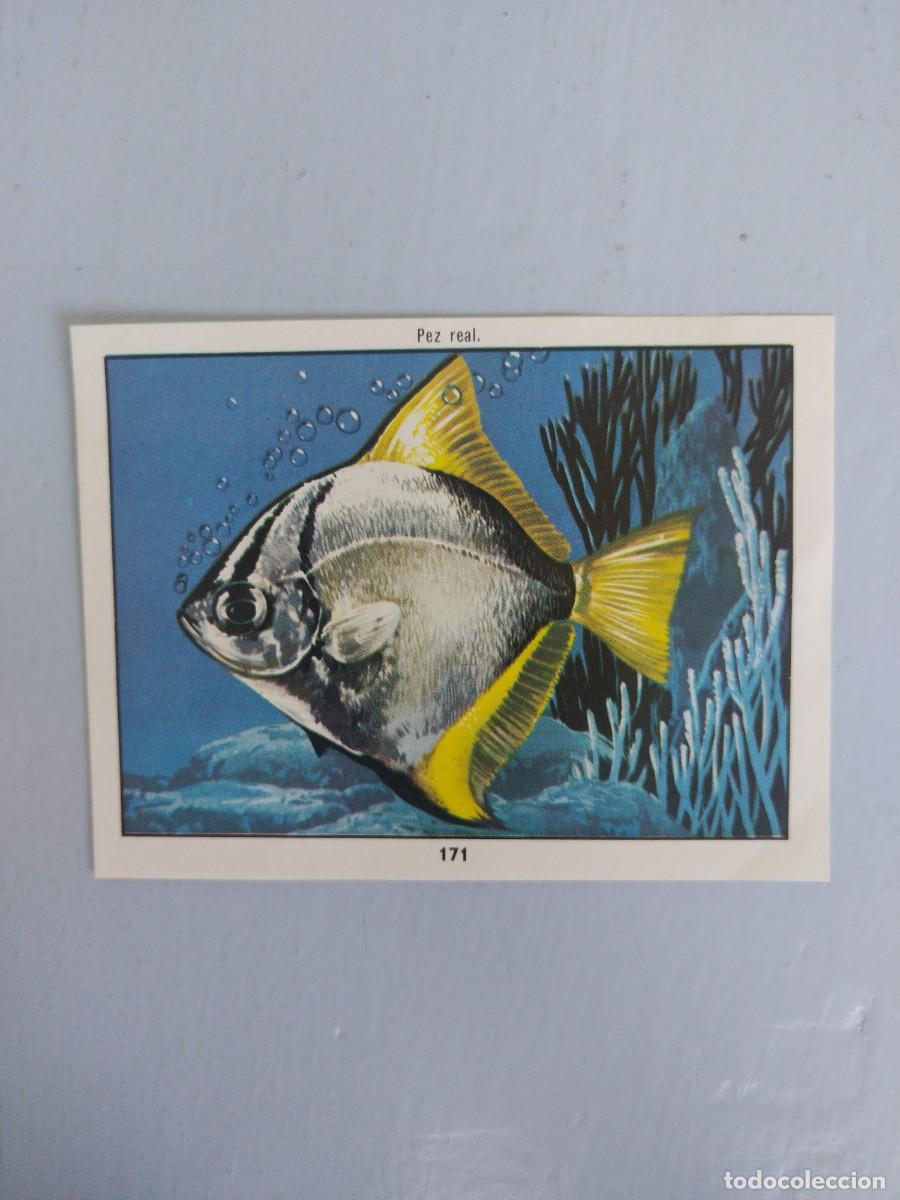 Coleccionismo Cromos antiguos: CROMO N&deg; 171 DEL ALBUM CIENCIAS NATURALES. EASO DE 1982