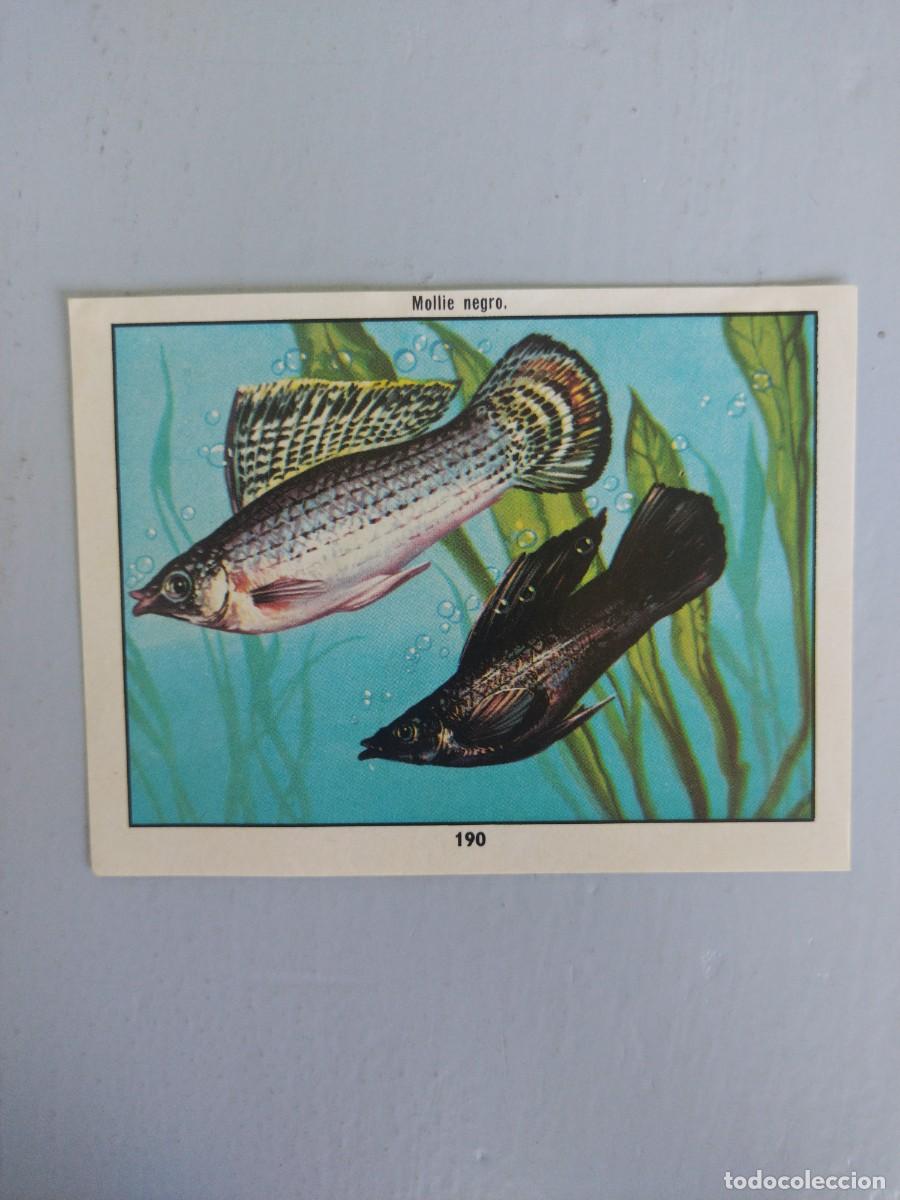 Coleccionismo Cromos antiguos: CROMO N&deg; 190 DEL ALBUM CIENCIAS NATURALES. EASO DE 1982