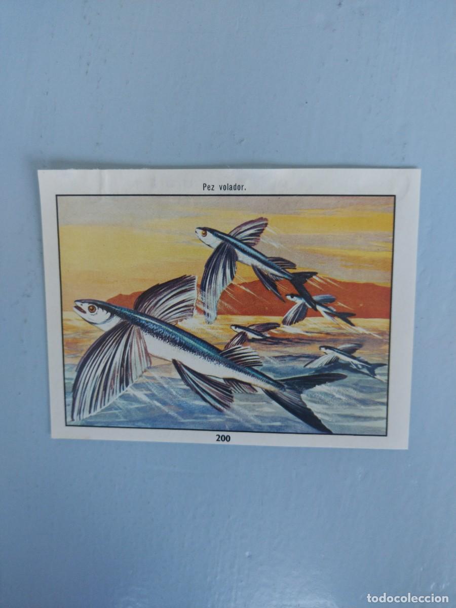 Coleccionismo Cromos antiguos: CROMO N&deg; 200 DEL ALBUM CIENCIAS NATURALES. EASO DE 1982