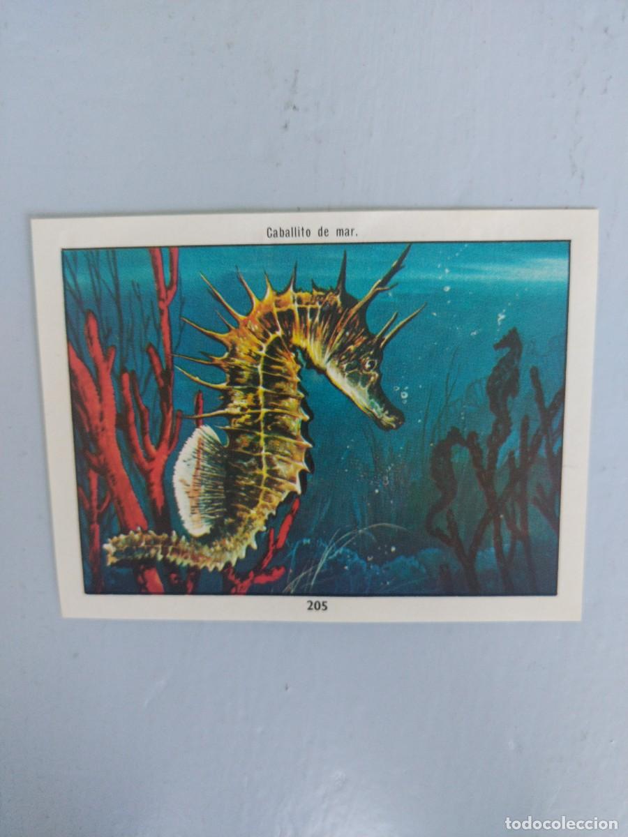 Coleccionismo Cromos antiguos: CROMO N&deg; 205 DEL ALBUM CIENCIAS NATURALES. EASO DE 1982