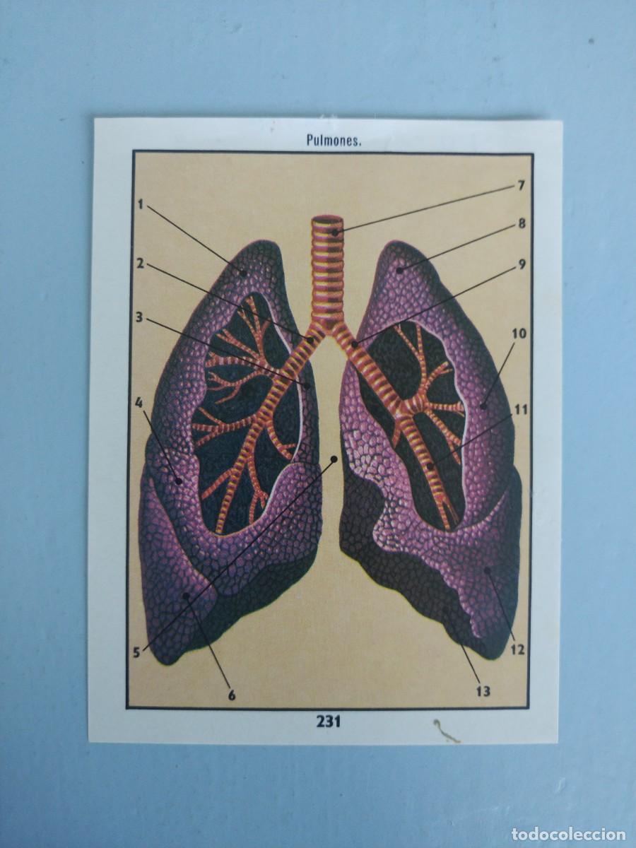 Coleccionismo Cromos antiguos: CROMO N&deg; 231 DEL ALBUM CIENCIAS NATURALES. EASO DE 1982