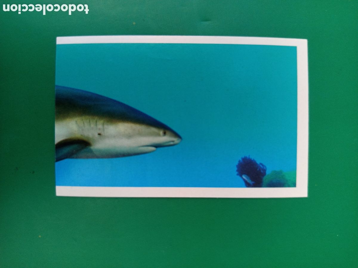 Coleccionismo Cromos antiguos: ❇️ CROMO 21 TIBUR&Oacute;N DE ARRECIFE DEL CARIBE M&Aacute;S Y M&Aacute;S SIN PEGAR ❇️