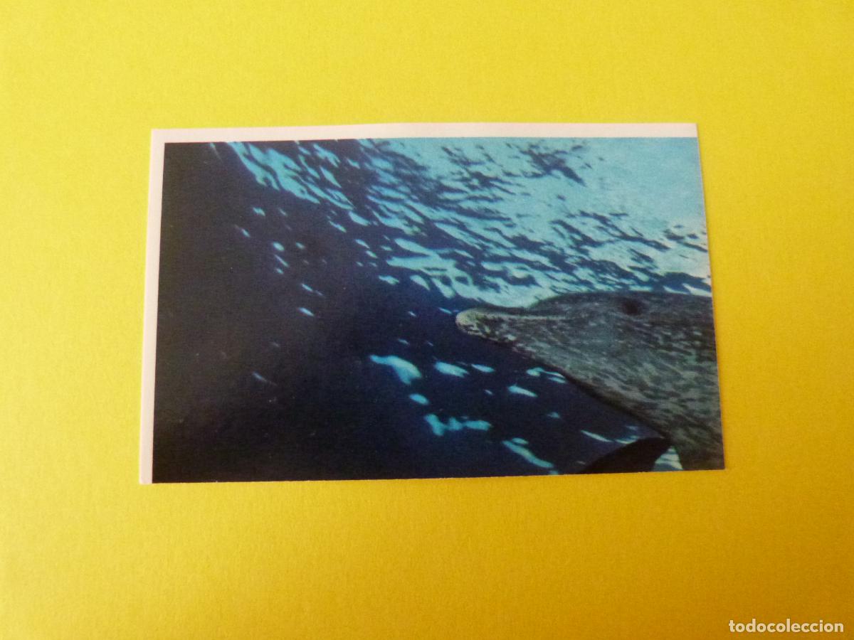 Coleccionismo Cromos antiguos: CROMO COLECCION PEGA AVENTURAS EN LOS OCEANOS SIN PEGAR N&ordm; 8 A&Ntilde;O 20?? ALBUM PEGA AVENTURA... MASYMAS