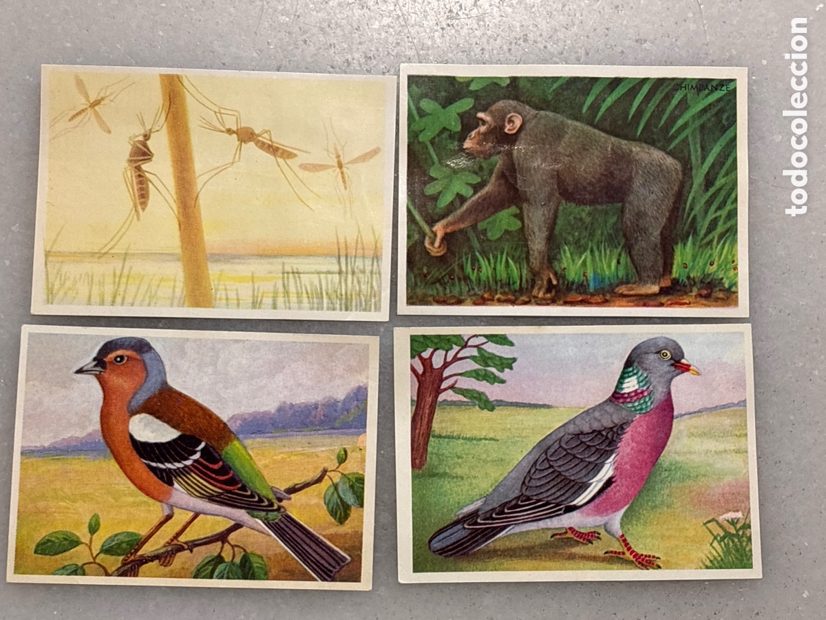 Coleccionismo Cromos antiguos: Lote privado cuatro Cromos, F&eacute;lix Amigo animales