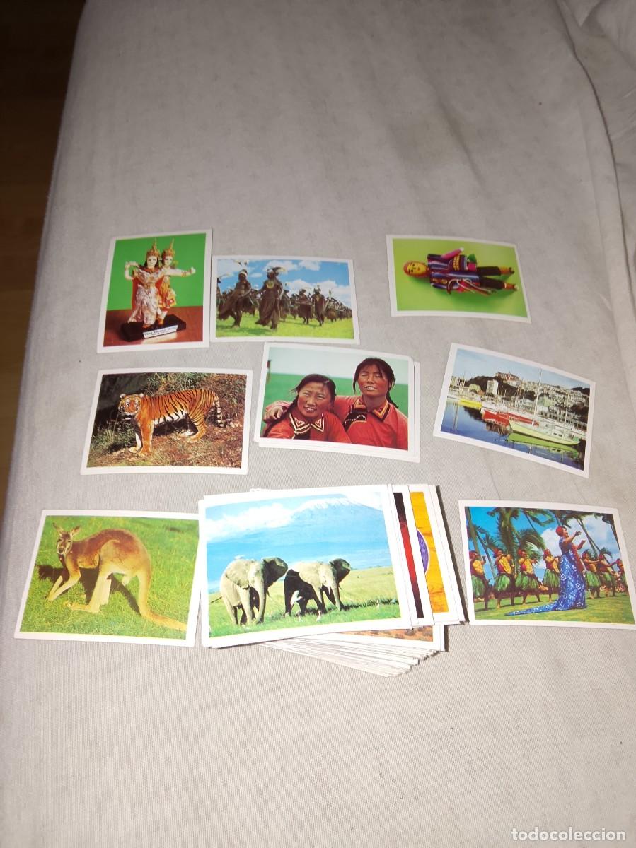 Sammeln alte Sammelbilder: Lote de 73 cromos de cartulina de safaris, vacaciones, animales salvajes, rutas piratas, ...