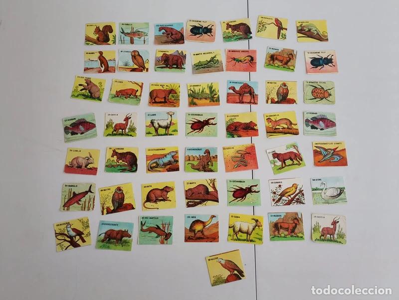Coleccionismo Cromos antiguos: Lote de 50 cromos. &Aacute;lbum animales. Ediciones Costa - Gigarpe. A&ntilde;o 1963. Cromos sin pegar.