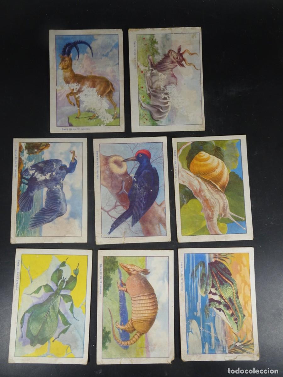 Coleccionismo Cromos antiguos: COLECCI&Oacute;N ZOOL&Oacute;GICA 8 CROMOS de 12, CHOCOLATES JUNCOSA, VER FOTOS