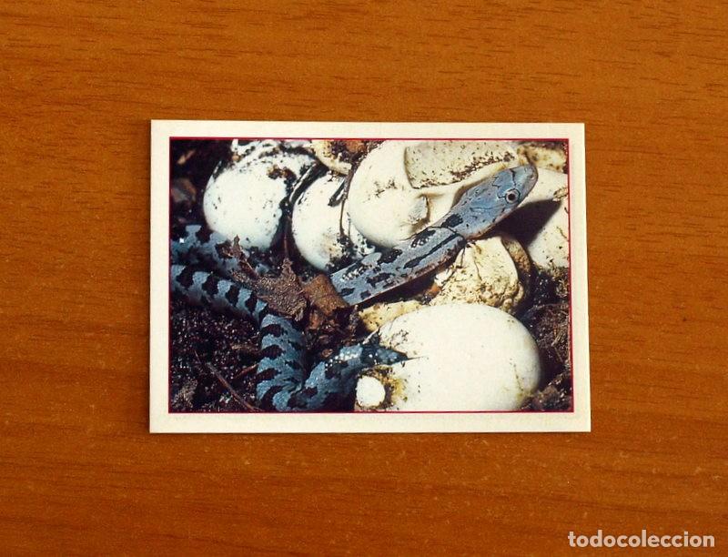 Coleccionismo Cromos antiguos: Cachorros - Baby Animals - N&ordm; 8 - Editorial Panini A&ntilde;o 1997 - Cromo Adhesivo Nunca Pegado