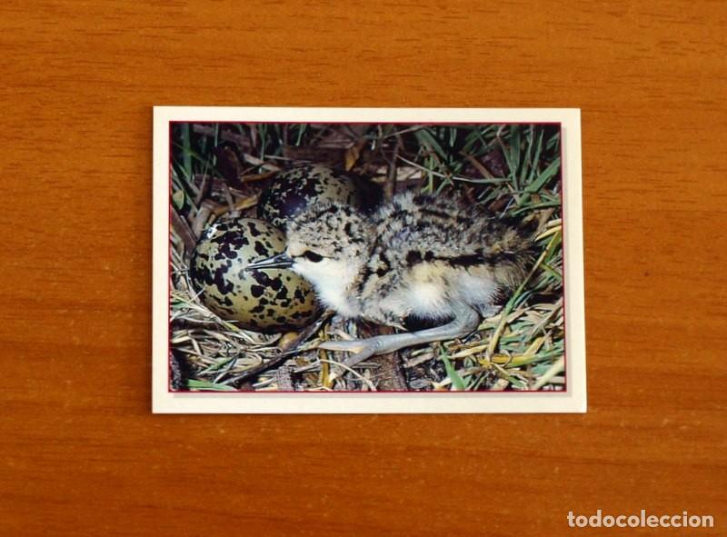 Coleccionismo Cromos antiguos: Cachorros - Baby Animals - N&ordm; 9 - Editorial Panini A&ntilde;o 1997 - Cromo Adhesivo Nunca Pegado