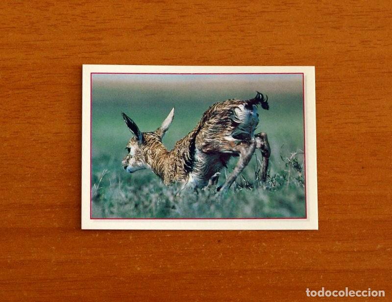 Coleccionismo Cromos antiguos: Cachorros - Baby Animals - N&ordm; 12 - Editorial Panini A&ntilde;o 1997 - Cromo Adhesivo Nunca Pegado