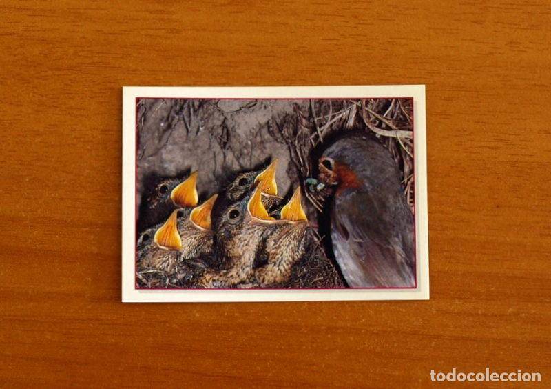 Coleccionismo Cromos antiguos: Cachorros - Baby Animals - N&ordm; 15 - Editorial Panini A&ntilde;o 1997 - Cromo Adhesivo Nunca Pegado