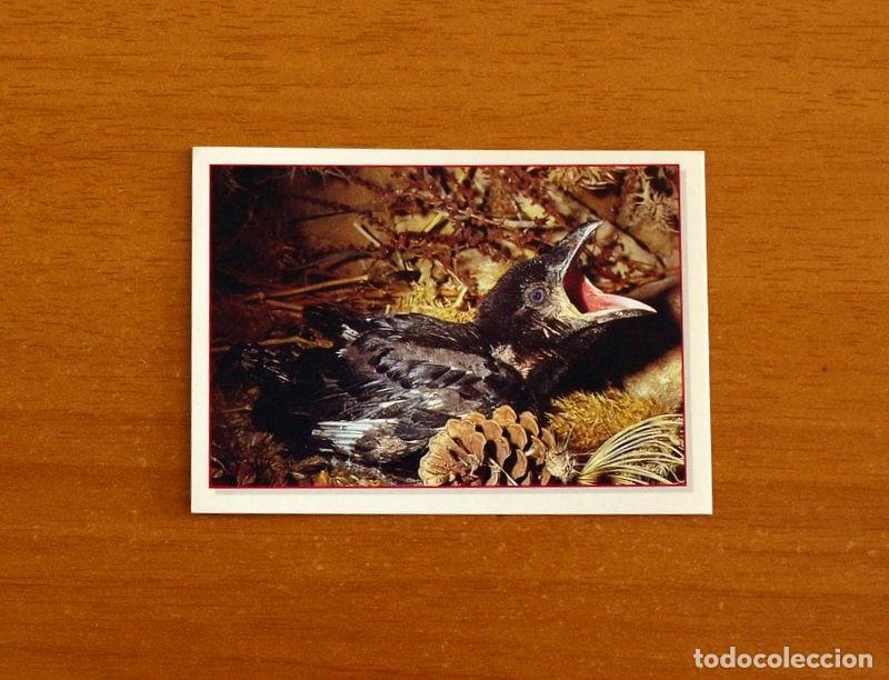 Coleccionismo Cromos antiguos: Cachorros - Baby Animals - N&ordm; 16 - Editorial Panini A&ntilde;o 1997 - Cromo Adhesivo Nunca Pegado