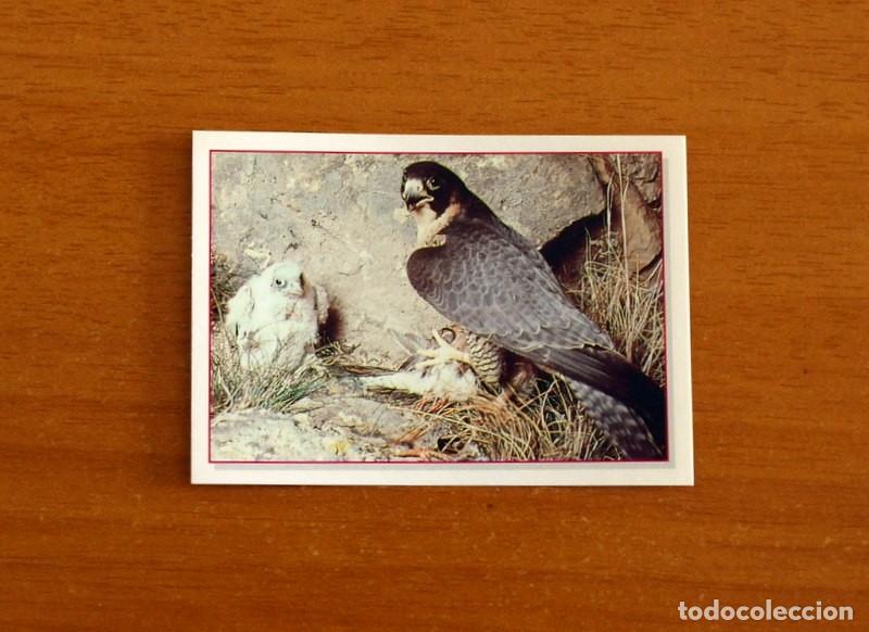 Coleccionismo Cromos antiguos: Cachorros - Baby Animals - N&ordm; 18 - Editorial Panini A&ntilde;o 1997 - Cromo Adhesivo Nunca Pegado