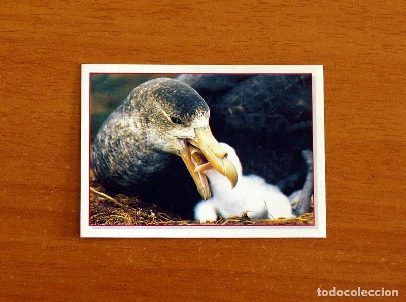 Coleccionismo Cromos antiguos: Cachorros - Baby Animals - N&ordm; 19 - Editorial Panini A&ntilde;o 1997 - Cromo Adhesivo Nunca Pegado