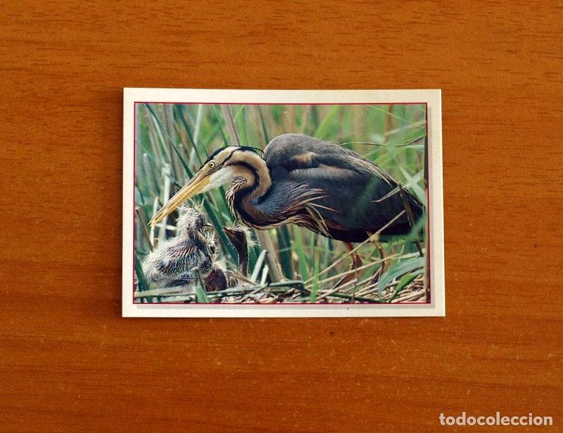 Coleccionismo Cromos antiguos: Cachorros - Baby Animals - N&ordm; 22 - Editorial Panini A&ntilde;o 1997 - Cromo Adhesivo Nunca Pegado