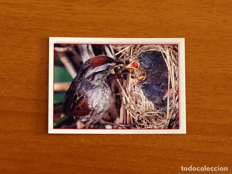 Coleccionismo Cromos antiguos: Cachorros - Baby Animals - N&ordm; 24 - Editorial Panini A&ntilde;o 1997 - Cromo Adhesivo Nunca Pegado