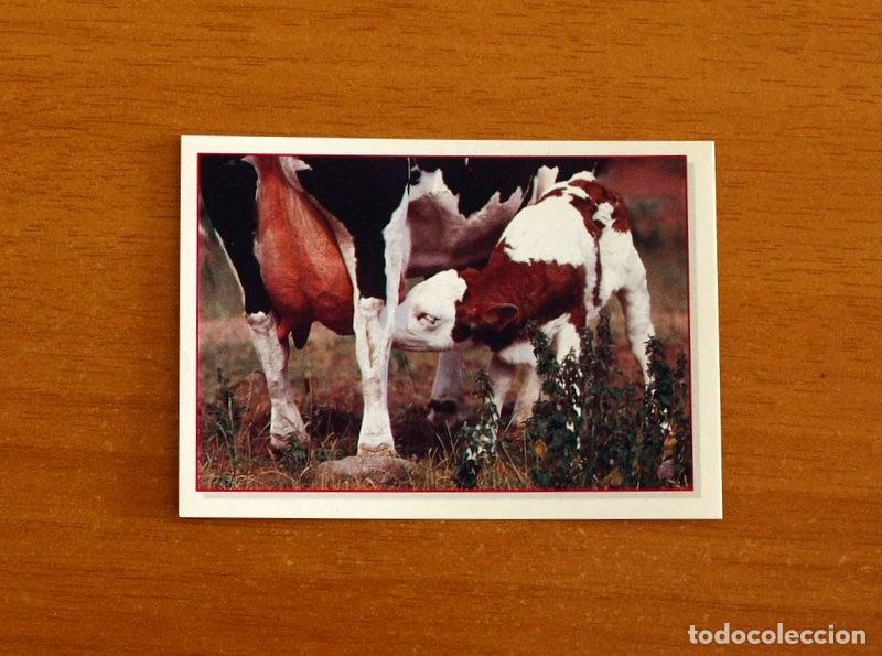Coleccionismo Cromos antiguos: Cachorros - Baby Animals - N&ordm; 26 - Editorial Panini A&ntilde;o 1997 - Cromo Adhesivo Nunca Pegado