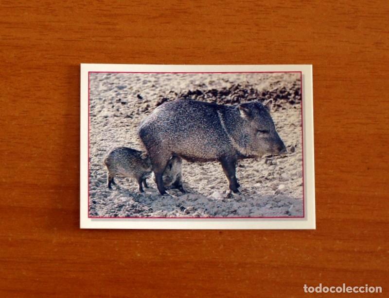 Coleccionismo Cromos antiguos: Cachorros - Baby Animals - N&ordm; 27 - Editorial Panini A&ntilde;o 1997 - Cromo Adhesivo Nunca Pegado