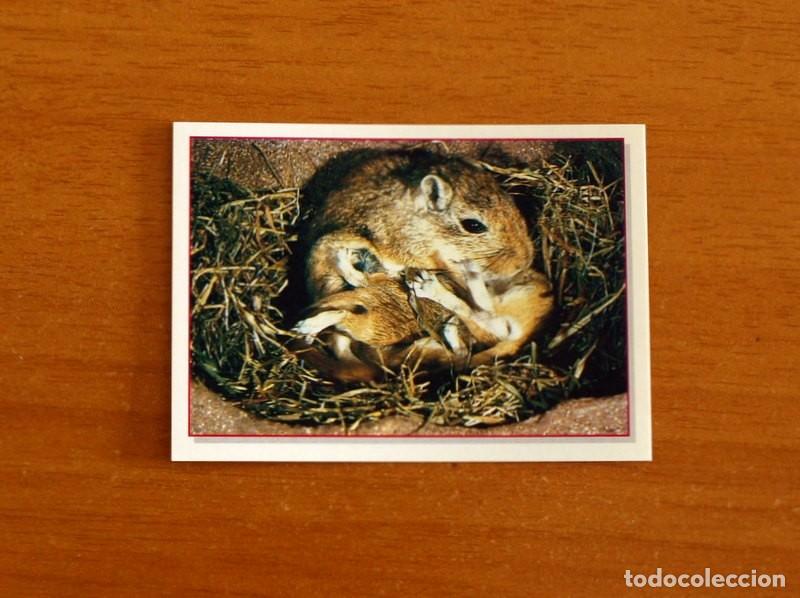Coleccionismo Cromos antiguos: Cachorros - Baby Animals - N&ordm; 29 - Editorial Panini A&ntilde;o 1997 - Cromo Adhesivo Nunca Pegado