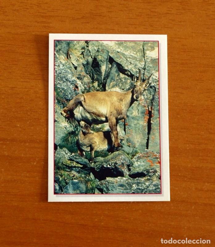 Coleccionismo Cromos antiguos: Cachorros - Baby Animals - N&ordm; 31 - Editorial Panini A&ntilde;o 1997 - Cromo Adhesivo Nunca Pegado